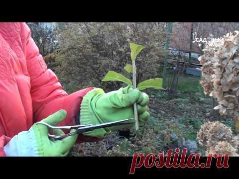 Размножение гортензии черенками.Видеоурок..