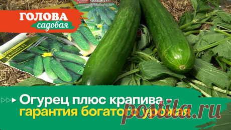 Голова садовая - Огурец плюс крапива - гарантия богатого урожая Огурец плюс крапива - гарантия богатого урожаяПолный набор витаминов! Мало калорий, много белка! Вырастить - легко и просто. Все это – про микрозелень. Щавел...