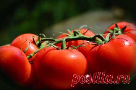 Богатый и здоровый урожай: самые действенные рецепты борьбы с фитофторой на помидорах — Дачный участок