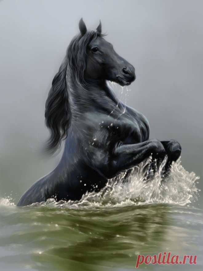 - фотографии - Светлана Наумович - конники - equestrian.ru