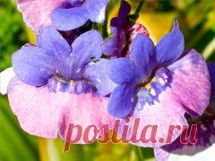 Немезия: выращивание из семян