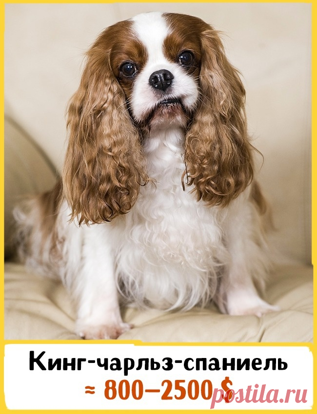 19 великолепных собак, которые стоят целое состояние