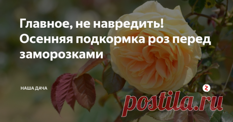 Главное, не навредить! Осенняя подкормка роз перед заморозками Несмотря на то, что розы осенью уже практически не цветут, осенняя подкормка «королев сада» - часть обязательного ухода за этими шикарными цветами. Вовремя внесенные удобрения позволяют растениям легче перенести стресс после обрезки, а также адаптируют цветы к предстоящим морозам: грамотно подкормленные розы легче перенесут суровые холода. А весною со свежими силами примутся за рост.