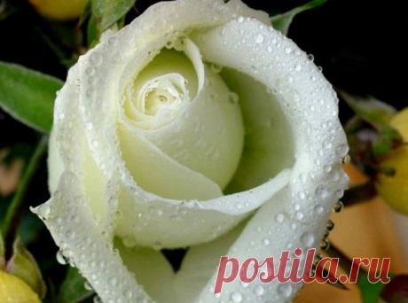 После дождя эти розы фото