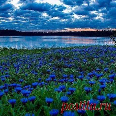 (77) Одноклассники