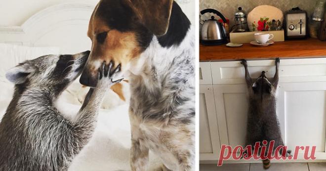 Счастье, свалившееся на голову