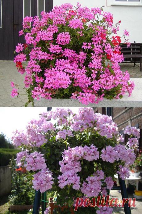 ЩИПАЙТЕ МЕНЯ! ЩИПАЙТЕ!))) ПЕЛАРГОНИЯ | Самоцветик