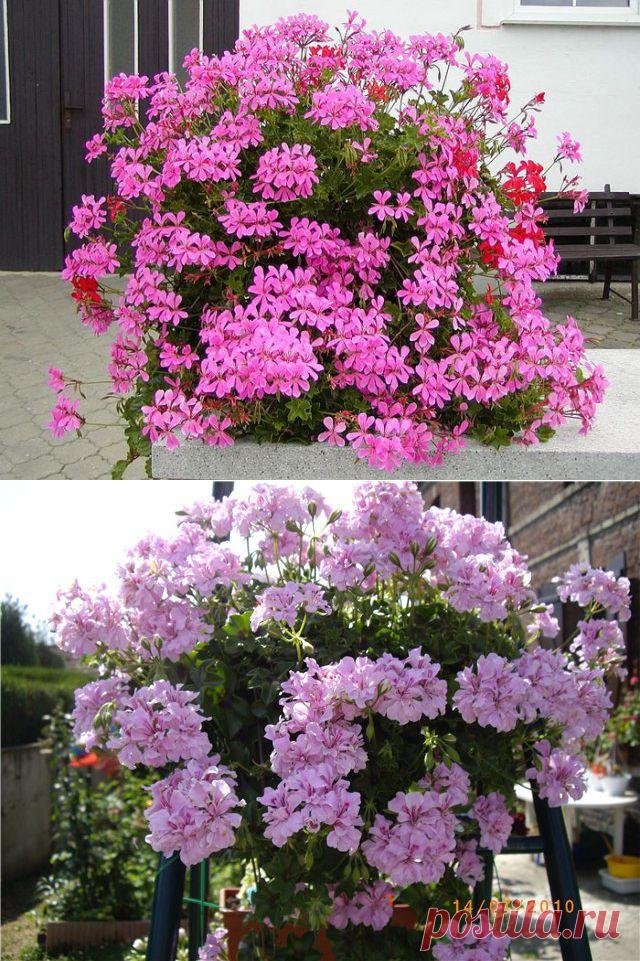 ЩИПАЙТЕ МЕНЯ! ЩИПАЙТЕ!))) ПЕЛАРГОНИЯ | Самоцветик