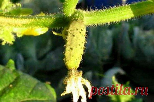Засыхают и опадают зеленцы на огурцах? Принимаем меры! | Сад, дом, огород | Яндекс Дзен