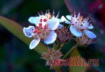 Ягода номер 1 против атеросклероза — важно уметь готовить правильно | Лечение в Домашних Условиях