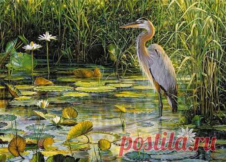 рисунки птиц карандашом цапли: 14 тыс изображений найдено в Яндекс.Картинках
