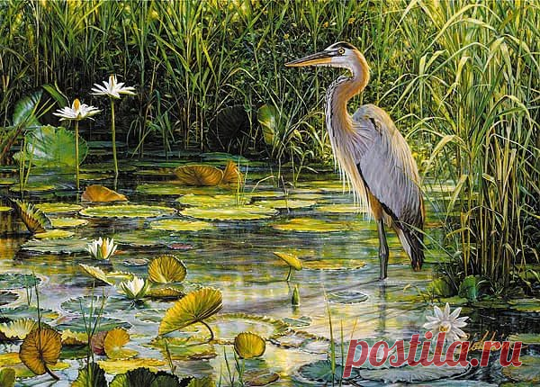 рисунки птиц карандашом цапли: 14 тыс изображений найдено в Яндекс.Картинках