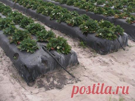 Выращивание 
клубники 
на агроволокне. 
Читайте по ссылке
 https://dachki.blogspot.com/2014/01/vyrashhivanie-zemljaniki-s-primeneniem.html