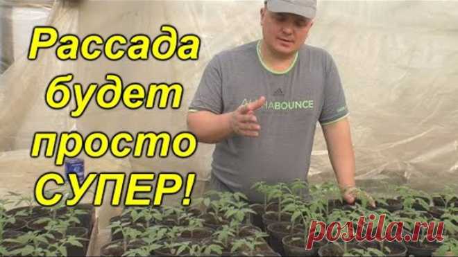 Рассада будет супер и без 