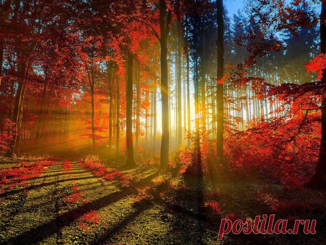 СКАЗОЧНЫЙ ЛЕС