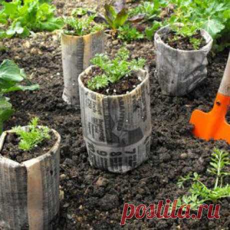 Усадьба | Огородник : Стаканчики для рассады из газет