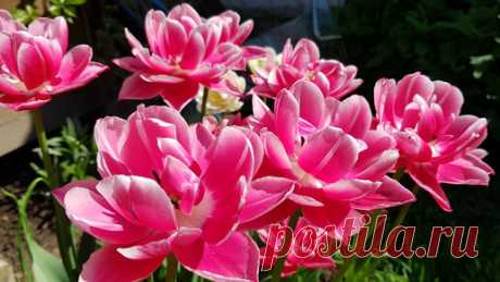 Юлия 🌸Цвет'ОК🌸 | Чем подкормить тюльпаны чтобы они хорошо и долго цвели
