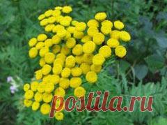 Пижма обыкновенная - свойства, лечение - Комнатные растения, уход, энциклопедия растений, домашние цветы, фото, названия