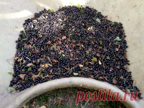 Собираем чёрную смородину по-фински! | ДЕА | Дзен