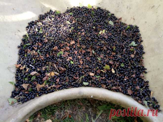 Собираем чёрную смородину по-фински! | ДЕА | Дзен