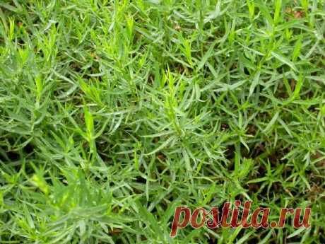 Новости интеллектуального развития: Пряности и редкие культуры