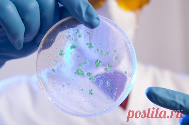 Вирусолог Альтштейн прокомментировал данные о неизвестном вирусе в Китае. Не нужно ожидать нового вируса, пока он не был выявлен четкими вирусологическими методами, считает эксперт.