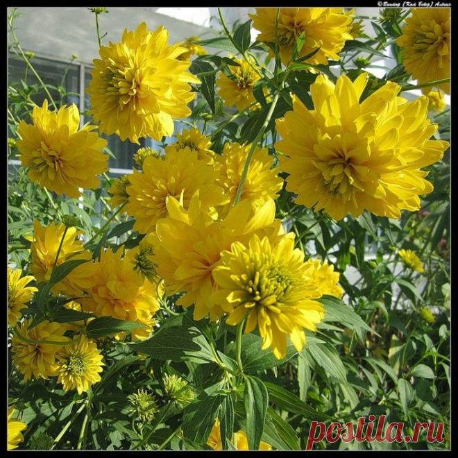 Городские цветы,городские цветы...