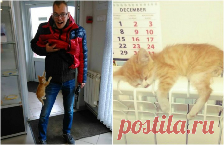 "ОН С РАЗБЕГУ ВСКАРАБКАЛСЯ К МУЖУ НА ШТАНИНУ И ПЫТАЛСЯ ЗАЛЕЗТЬ ПОД КУРТКУ, ЧТОБЫ ПОБЫТЬ НЕМНОГО В ТЕПЛЕ" Это история про то, как у нас появился дома питомец, которого я очень хотела, но мужа не могла уговорить два года.




В конце октября, когда уже похолодало, муж после обеда вышел из машины и пошел на работу. На пути у него появляется маленький рыженький котенок, который настолько замерз, что п