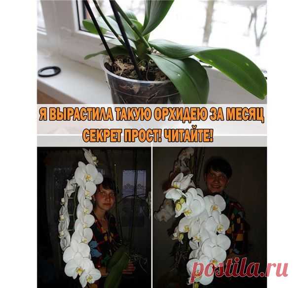Вырастить орхидею за месяц-это реально