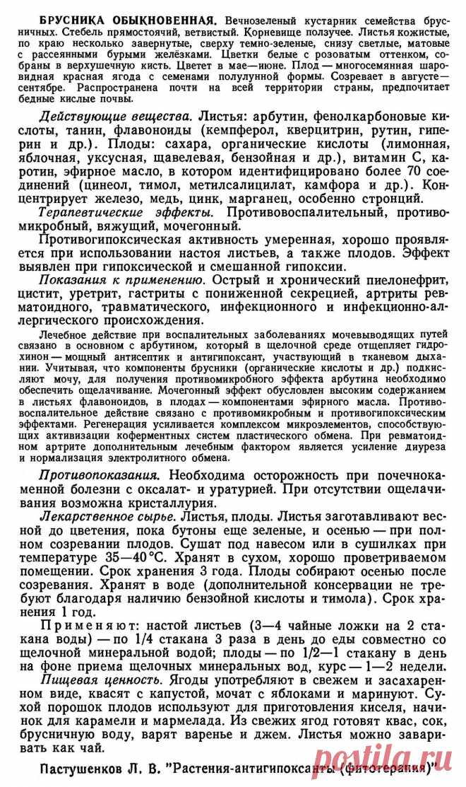 Брусника обыкновенная