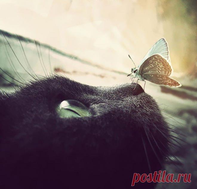 Fishki.net - Сайт хорошего настроения