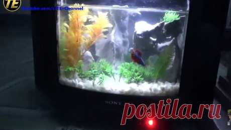 Аквариум из старого телевизора Здравствуйте уважаемые самоделкины!Не секрет, что очень многие люди либо в детстве, либо в зрелом возрасте увлекаются аквариумистикой. Да и сам я не чужд этой теме. Поэтому хочу представить вашему вниманию очередную статью на данную тематику. А в качестве примера я взял идею у автора ютуб-канала