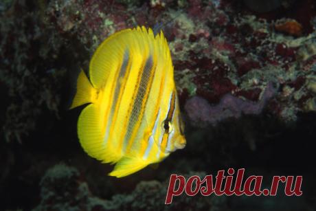 The Red Sea The Blue Cheeked Butterflyfish Is Also Known As The Masked Or Golden Butterflyfish Stock Photo | Getty Images