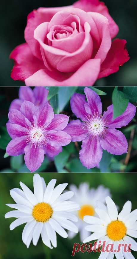 Прекрасные цветы для настроения!.