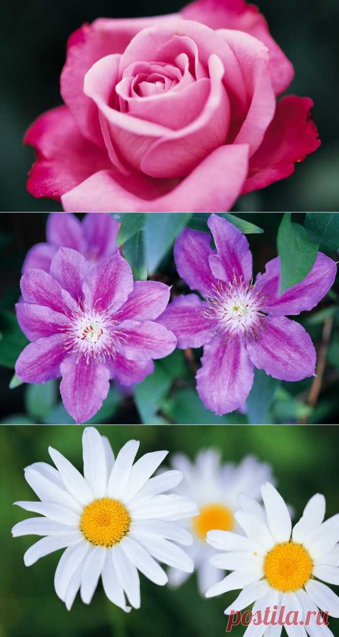 Прекрасные цветы для настроения!.