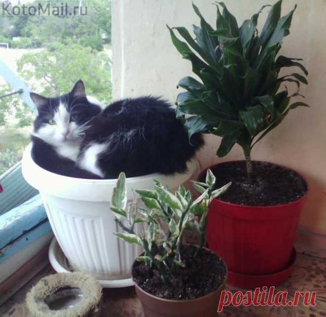 Наконец-то у каждого свой горшок!