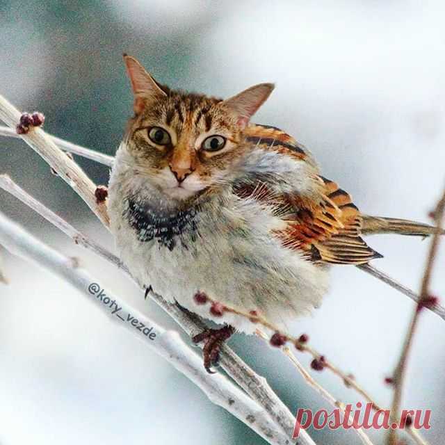 Bird and panda for J .
.
.
#коты #cats #catstagram #catsofinstagram #petsofinstagram #кошки #kittens #meow #cuteanimals #memes #cutecats #catslife #кот #котики #cats_of_instagram #petstagram #cutecat #catslover #funnycat #kitty #instacat #cat #meme #catmemes #kittenofinstagram #neko #猫 #ねこ #photoshopart #photoshop