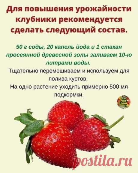 ДАЙТE КЛУБНИКE CОДУ И УPОЖАЙ БУДEТE CОБИPАТЬ ВЁДPАМИ.