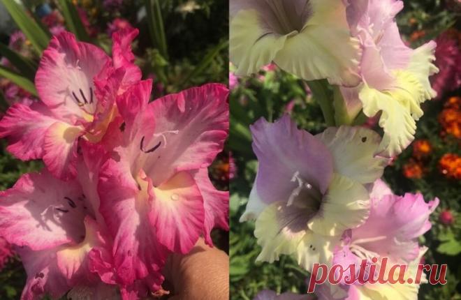 Положила луковицы гладиолусов весной так, как подсказал опытный цветовод и получила в 3 раза больше цветов – показываю Положила луковицы гладиолусов весной так, как подсказал опытный цветовод и получила в 3 раза больше цветов – показываю Собери букет цветов. Узнай название цветов, красивые цветы для любой девушки. Какие растения цветы, а какие нет. Сделай цветник своими руками и проверь как посажены цветы.