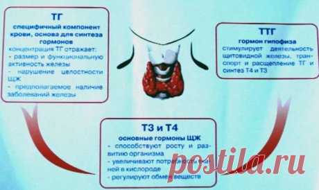 Как запустить по новой работу щитовидки, чтобы ускорить метаболизм и сжечь лишний жир