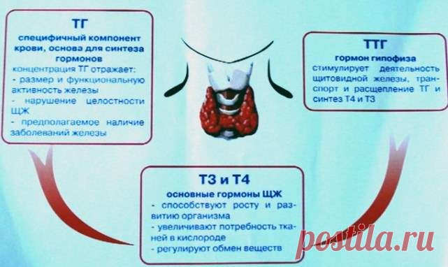 Как запустить по новой работу щитовидки, чтобы ускорить метаболизм и сжечь лишний жир