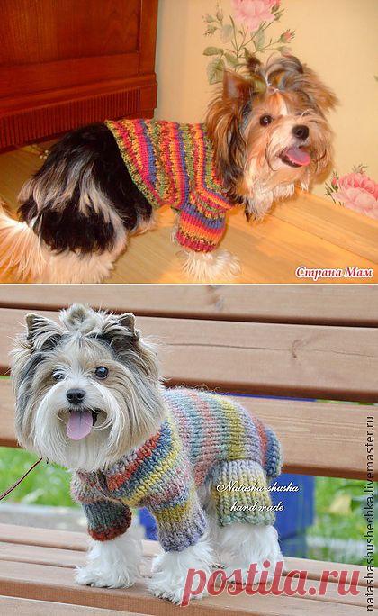 Свитер для щенка йорка.: Дневник группы "Вязание" - Страна Мам