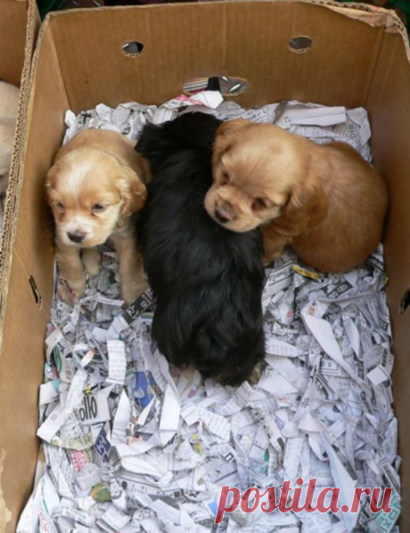 Дети подошли к известному актеру и предложили купить щенков. Среди крох был тот, кто уже не шевелился 
Джеффри Дин Морган является не только известным актером, но и большим любителем собаки.

Однажды в 2006 году, прогуливаясь по набережной, к нему подбежала свора детишек. Они продавали щенков по 350$,…