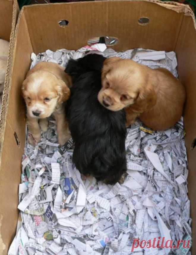 Дети подошли к известному актеру и предложили купить щенков. Среди крох был тот, кто уже не шевелился 
Джеффри Дин Морган является не только известным актером, но и большим любителем собаки.

Однажды в 2006 году, прогуливаясь по набережной, к нему подбежала свора детишек. Они продавали щенков по 350$,…