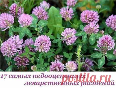 17 самых недооцененных растений