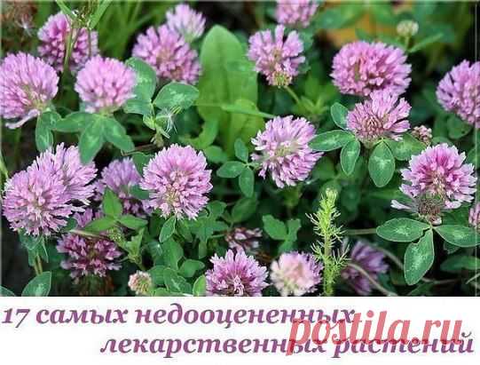 17 самых недооцененных растений