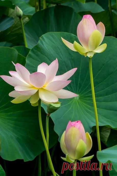 ^Lotus Beautiful gorgeous pretty flowers
