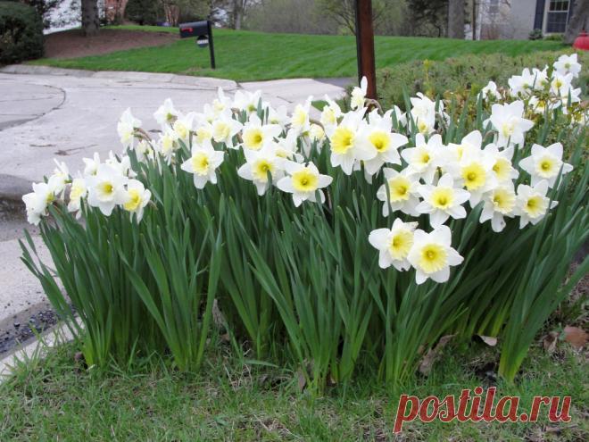 Многолетний садовый цветок Нарцисс (Narcissus). Луковичный травянистый многолетник. Луковица округло-яйцевидная, диаметром 2-5 см. Цветонос безлистный высотой от 15 до 50 см. Цветки поникающие или прямостоячие, диаметром 2-10 см, белые, желтые, кремовые, розовые, оранжевые или двухцветные, различной конфигурации, с приятным ароматом. Цветет в апреле - мае.

Основные виды.
Н.гибридный (N.hybridum) объединяет почти 12 000 сортов, различающихся строением цветка, размерами, окраской.