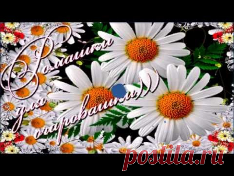 Ромашки для Очаровашки   :)))
