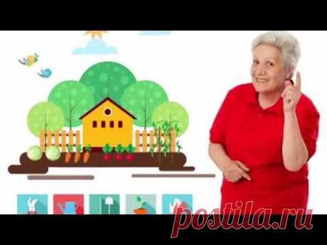 Голова садовая - Курчавость персика | Ответ на вопрос подписчицы